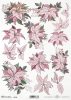 poinsecja, gwiazda betlejemska*poinsettia*Weihnachtsstern*flor de Pascua